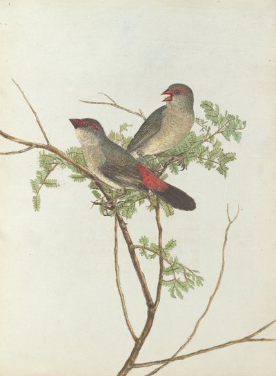 Gemeiner Kernbeißer. Lewin, John. Vögel von New South Wales mit ihrer Naturgeschichte. Sydney: G. Howe von John William Lewin